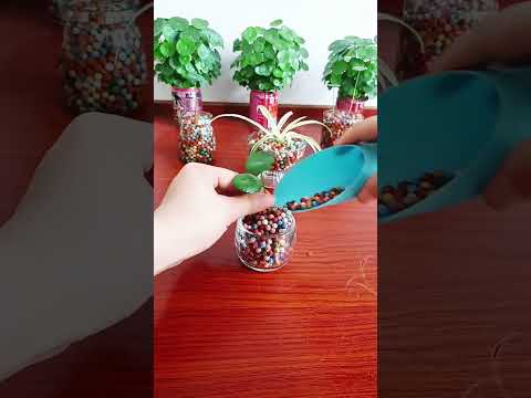 Green Your Home: Must-Have Indoor Plants 2025#shorts #short#ashortaday #plants #indoor #water