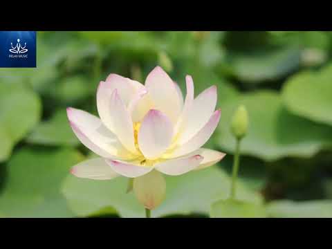 Sleep Music, Relaxing Music