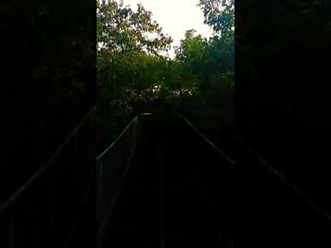 Amazing Tree Canopy Walk Bridge in Bhagyanagar Nandanvanam Forest in Hyderabad #trees #shorts