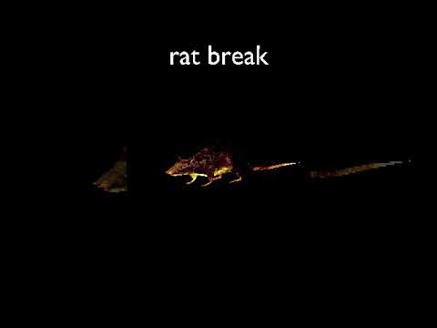 rat break #rat #animation #blender #meme