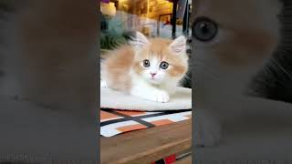 #video #viral #viralvideo #viralvideos2024 #cat #2024shorts
