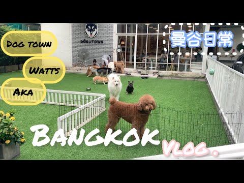曼谷日常 vlog｜ watts日式百元小商店 ｜ dog town寵物咖啡廳 ｜ AKA燒烤餐廳 一起跟penny吃吃喝喝玩玩