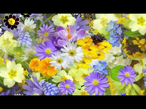 Music for Chilling Out, Work, Study, Meditation