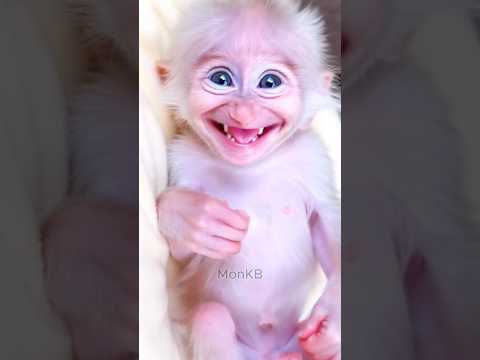 A baby monkey with a cute smile🤩