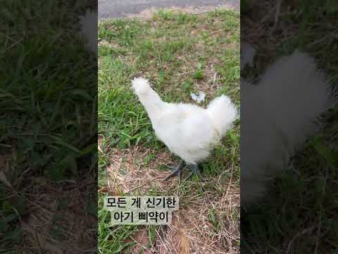 아기 삐약이 산책 #piyak #백봉오골계 #산책하는닭 #애완닭 #whitesilkychicken #animal #lovelychicken