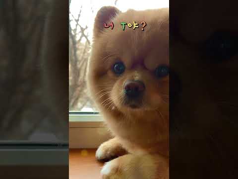 A puppy that's so sensitive. It makes viewers' hearts flutter, too.