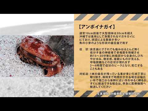 沖縄海域の危険生物２