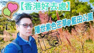 【香港好去處】隱世紫色芒草@藍田公園
