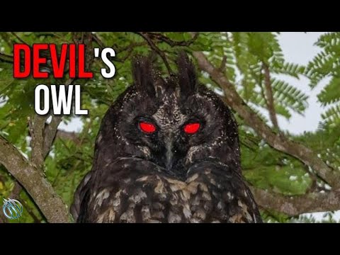 🦉 STYGIAN OWL ─ The Red Eyed Devil's Owl 🦉