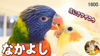 オカメインコに接待する営業上手なゴシキセイガイインコ｜Cute Cockatiel ＆ Rainbow Lorikeet #1600