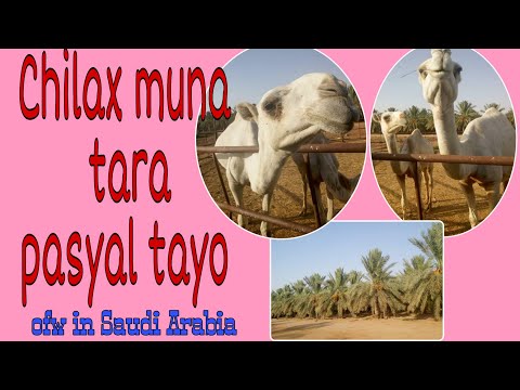 Chilax muna tara Pasyal tayo /Mazraa ni Amo