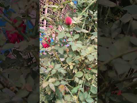 শীতের সকালে কলি গোলাপের সৌন্দর্য//Very nice and lovely  flower //অসাধারন সুন্দর ফুল #PR realm