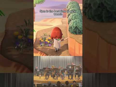 Animal Crossing 5PM Cover