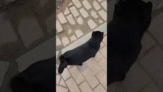 🇰🇷 한국 귀 잘린 검은 고양이 불쌍해요 건강하게 살아야 해요 Poor black cat with cut ears #BTS Jung Kook JIN STATE