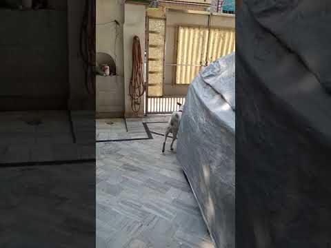 Buzo The Funny Dog - Checking Outside