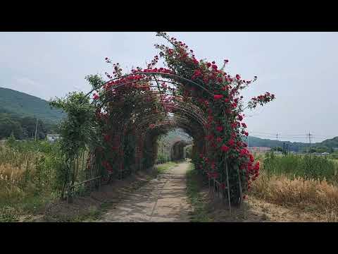 [숨은 명소] 파주 율곡습지공원_ 숨은 자연 명소! 힐링스팟 /산책길 추천(+새소리) #힐링 #산책 #산책로 #둘레길