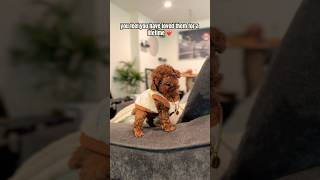 Love for a lifetime! #cute #puppy #poodle #toypoodle #viralvideo #shorts