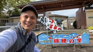 Japanese Koi “Noshikigoi” Center | Niigata