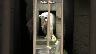 ホッキョクグマ「ララ」牛骨ウォーキング #shorts #Polarbear