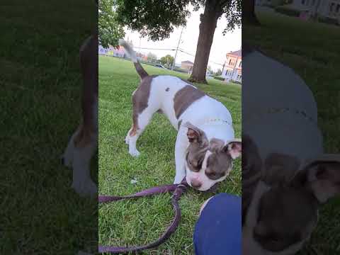 bully pup gets restless an wants to be walked