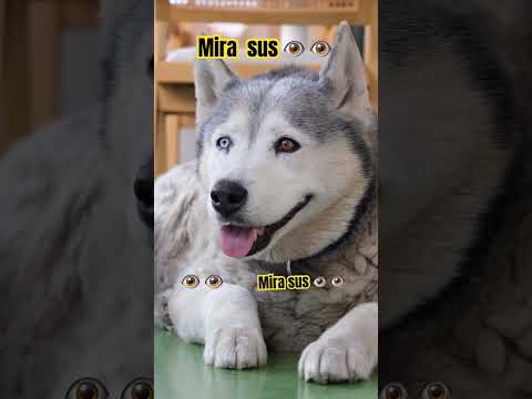 #🐕mira sus ojos 👀 mira bien lindos diferentes verdad míralo 👀🐕