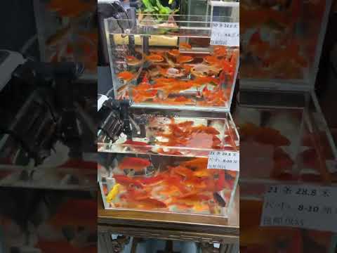 #金鱼 #锦鲤直播间 开播了，需要进直播间