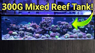 Peter's Textbook 1,200 Litre Mixed Reef Tank!