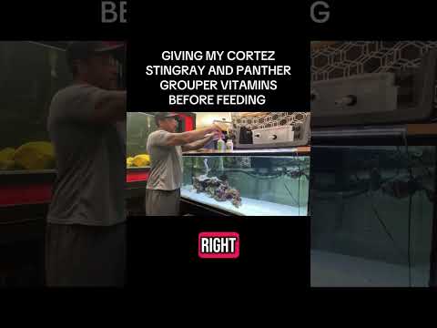 Giving my Stingray and Grouper vitamins before feeding #thefishcorner #foryou #stingray #grouper