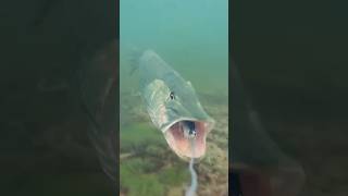 Watch the pike's speed as it attacks and spits out ! #pike #fishing #underwaterworld