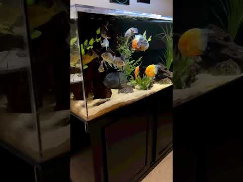 The 180 gallon South American cichlid tank