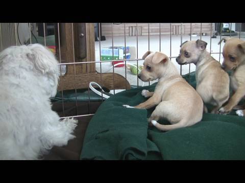 Chihuahua Puppies Startled By Dog's Bark (in HD)