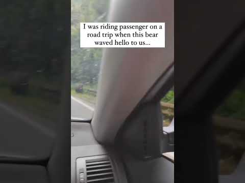 #thebear #respect #thebearfx #bear #bearmanrespect 🤯#short