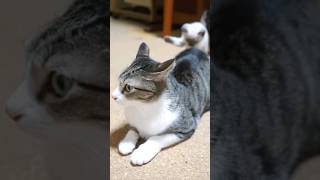 大人の猫を驚かす仔猫😽 - Big cat's surprised at a kitty - #shorts