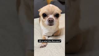 Де ти цілий день вешталася #laki #dog #doglife#doglove#dogs#dogshorts#dogvideos #pets#puppy #chihua
