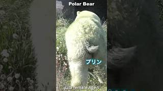 草に埋もれて何してる？ #ホッキョクグマ #shorts