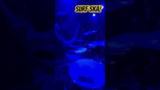 Rusty Blade live @lafricativasonora6206  #surfska #surfmusic #ska #drumcam