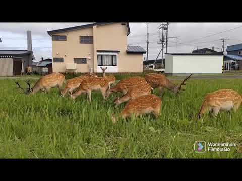 北海道稚内市に住宅地で普通にウロウロする野良鹿さん┗┻━(　・`ω・´)┻┛