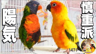 ローリーは陽気で明るい性格♥見てるだけで幸せな気持ちになるゴシキセイガイインコ Cute ＆ Happy Rainbow Lorikeet＃1471