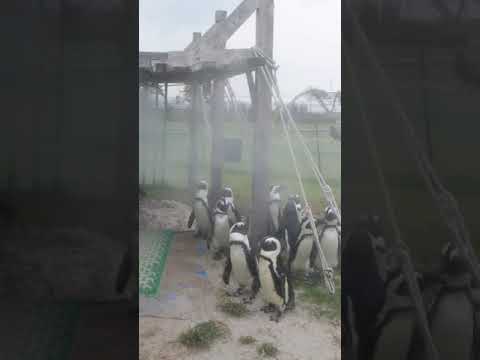 カラスに立ち向かう　勇者ペンギンのかっこいい雄叫び