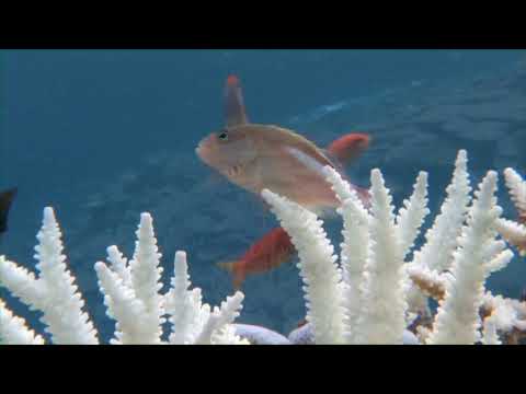 3月5日はサンゴの日（35Day）