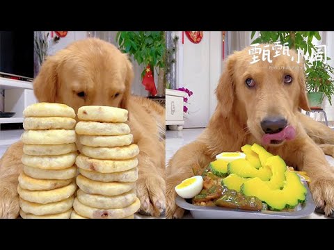 【毛孩子的日常】狗子：今天一頓炫了20個大餡餅 #萌宠#可爱 #可爱到爆炸 #狗子#干饭 #干饭狗的日常 #干饭王 #funny #搞笑