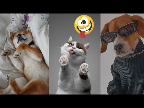 The Best FUNNY ANIMALS VIDEOS of All Time 🤣 Ultra Funny CATS and DOGS videos 2024 #part7