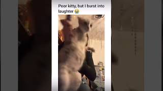 Subscribe for more  #funnyshorts