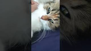 little hairy girl loves a good song #cat #catshorts #cats