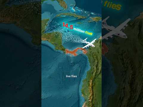 Why the U.S. Drops Millions of Flies on Panama 🪰✈️ A Wall That Protects 🇺🇸