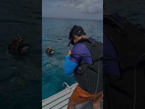 #travel #grandcayman #uttarakhand #caribbeanlife "Exploring the Deep: Scuba Diving Adventure"