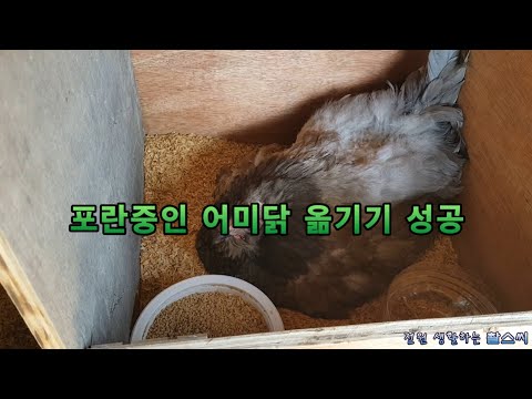 포란중인 어미닭 옮기기 성공
