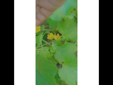 Photo trick and ideas with flowers 💐 and leaves 🍁🍁