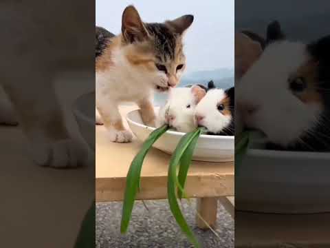 cats funny video 🤣🤣🤣🤣 #cat #funnyvideo #ytshorts #shorts