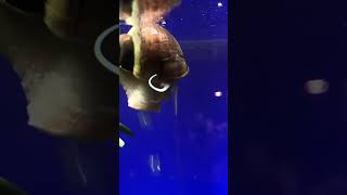 Have you ever seen this??! Snail bubble love! #mysterysnails #bubbles #healthyaquarium